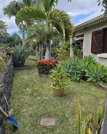 Entretien jardin tropical - La Saline les Hauts