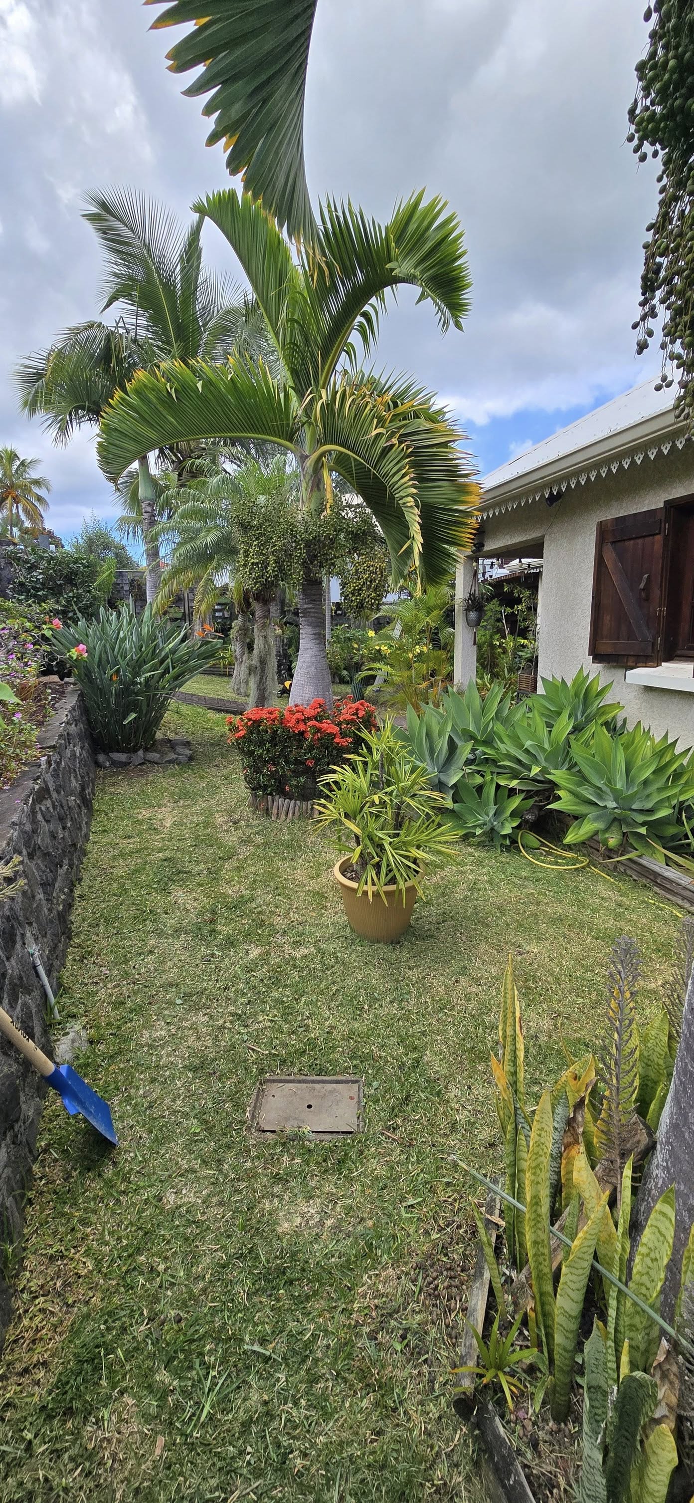 Jardin tropical sublimé par Vert Péi